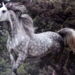 dapple-gray-horse